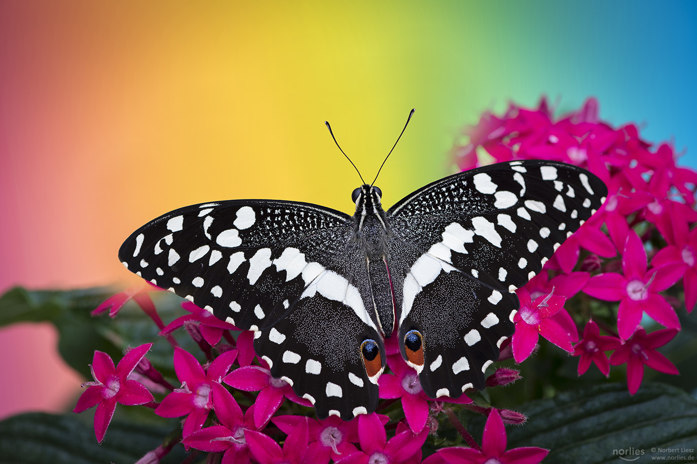 Rainbow Butterfly Foto Bild Abstraktes Tiere Zoo Wildpark