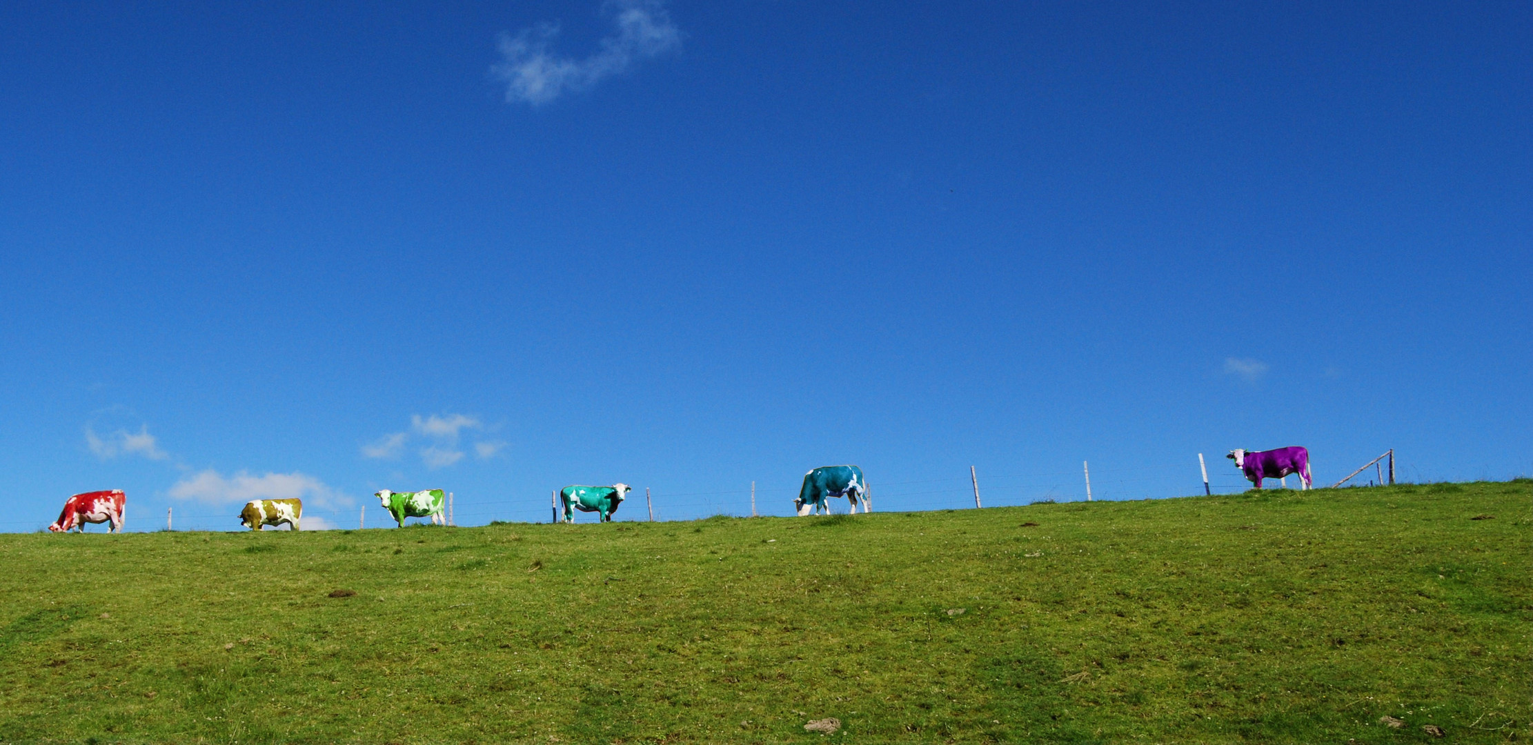 Rainbow Cows