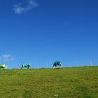 Rainbow Cows