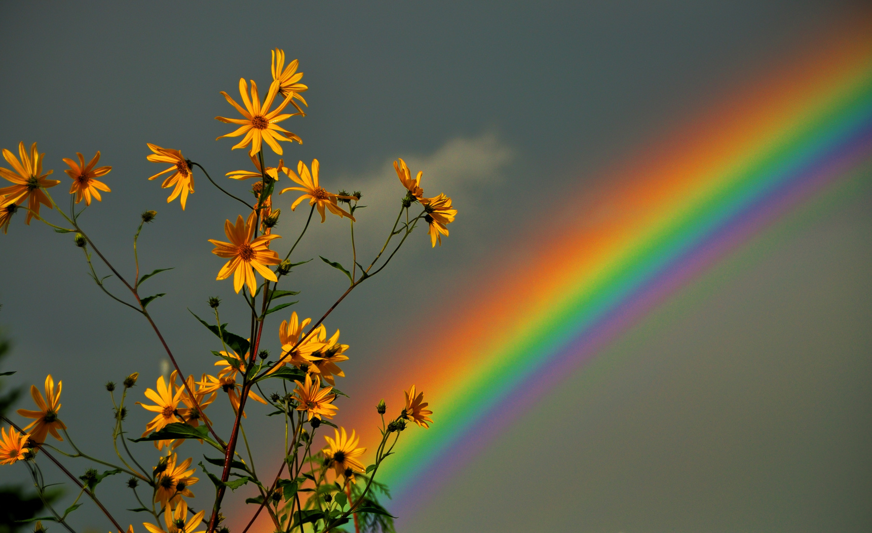 Rainbow Flowers