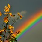 Rainbow Flowers