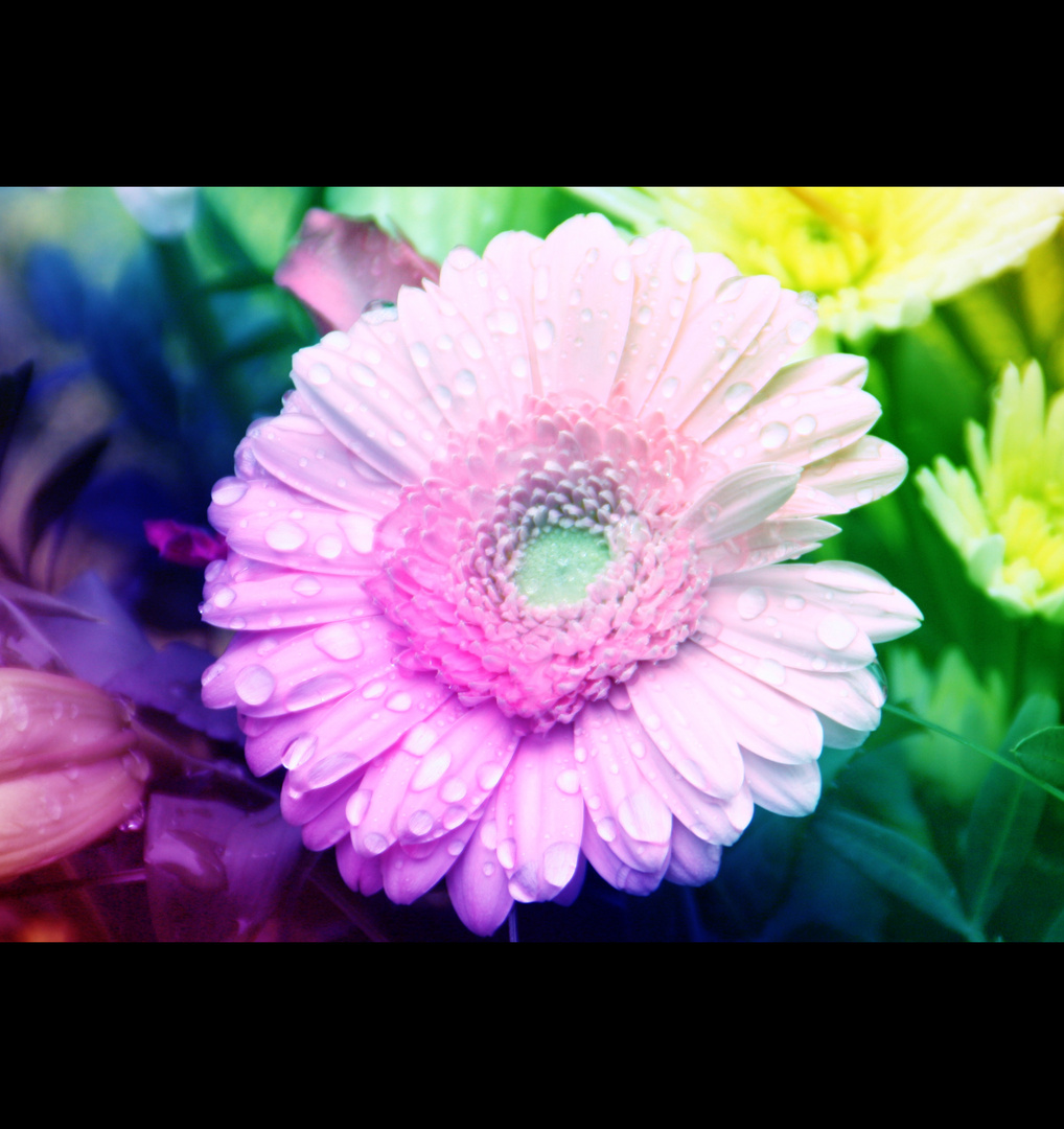 Rainbow flowers.