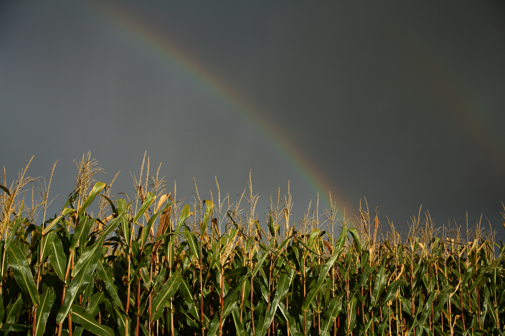 Rainbow in the Rain...