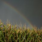 Rainbow in the Rain...