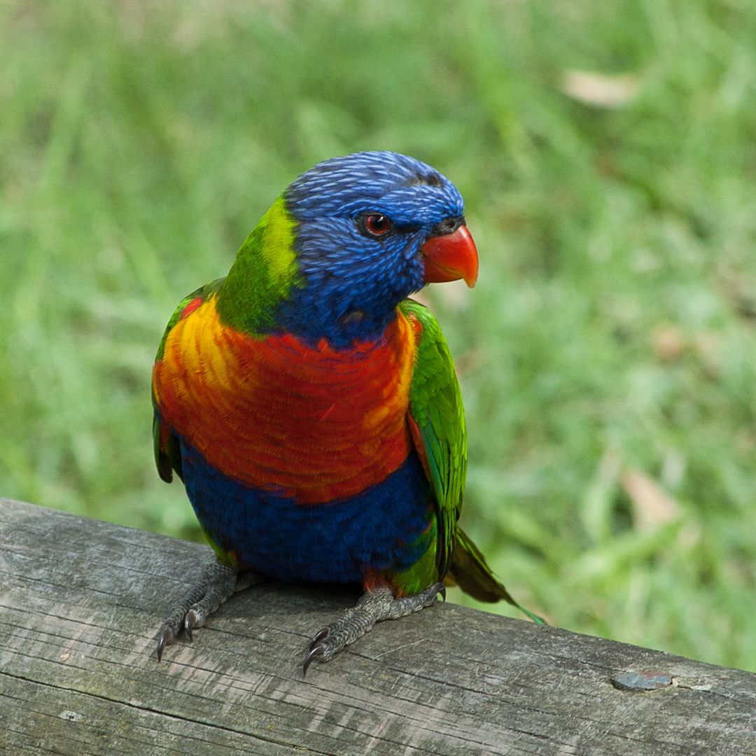 Rainbow Lorekeet