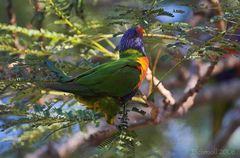 Rainbow Lorikeet