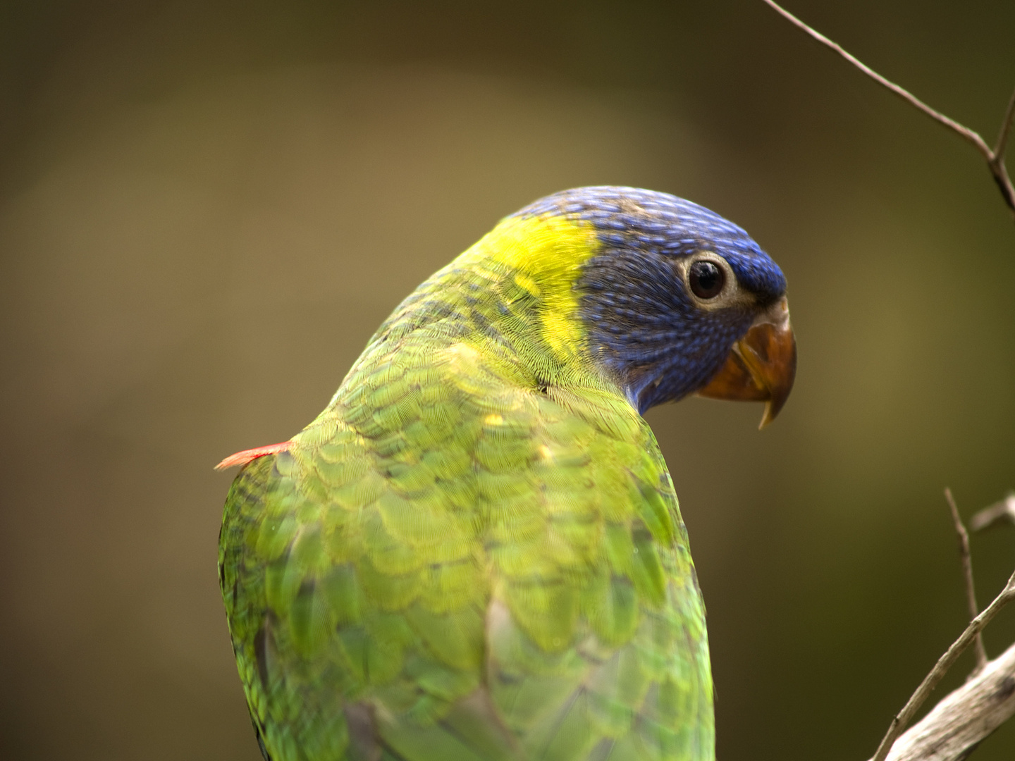 Rainbow Lorikeet