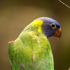 Rainbow Lorikeet