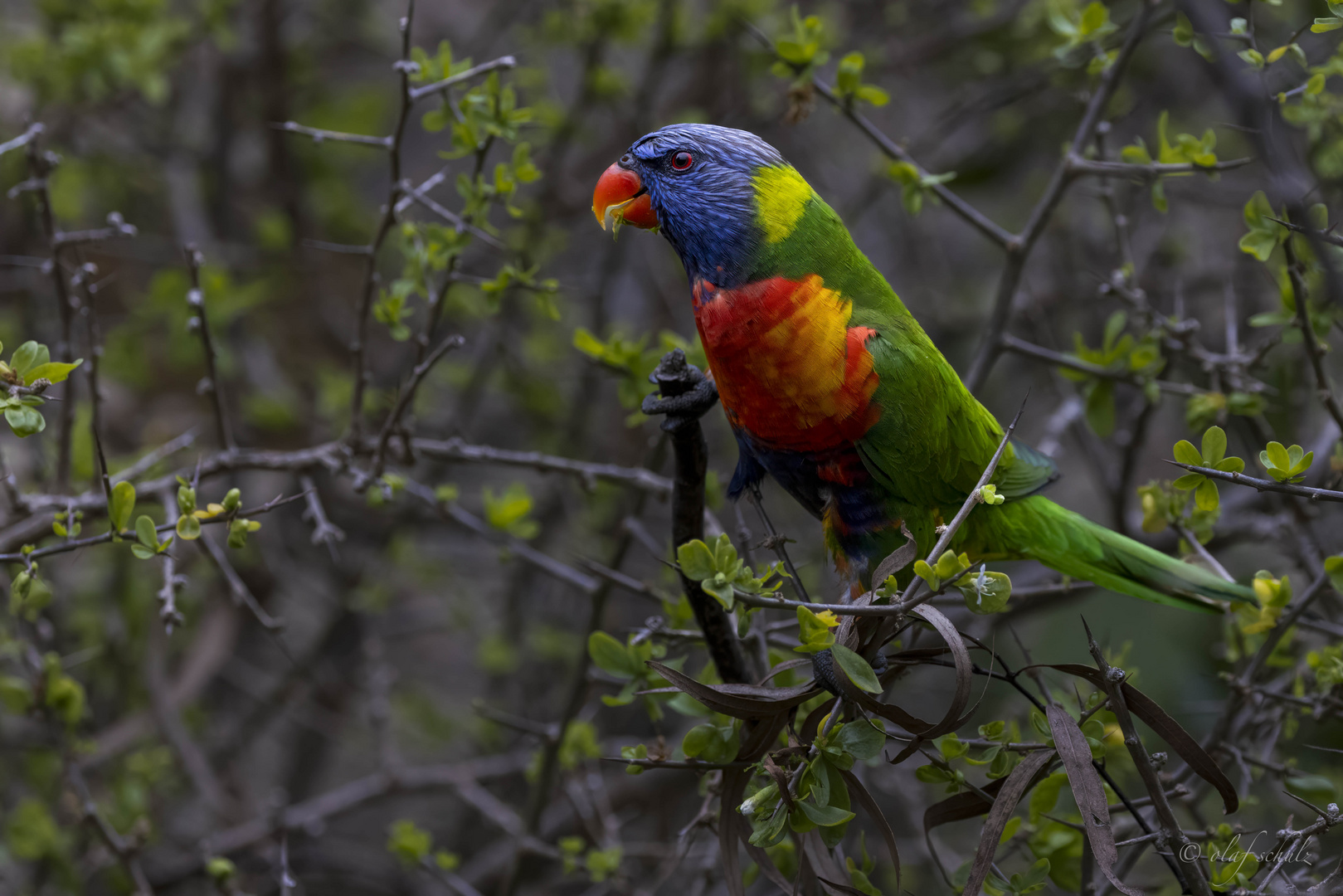 rainbow lorikeet-2