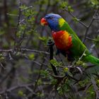 rainbow lorikeet-2