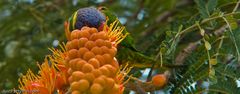 Rainbow Lorikeet