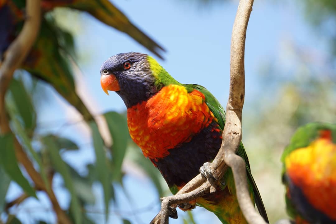 Rainbow Lorikeet