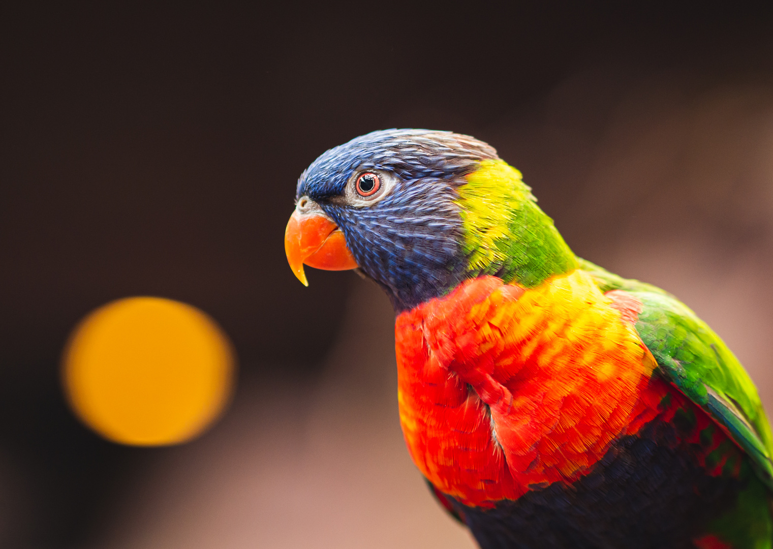 Rainbow Lorikeet