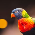 Rainbow Lorikeet