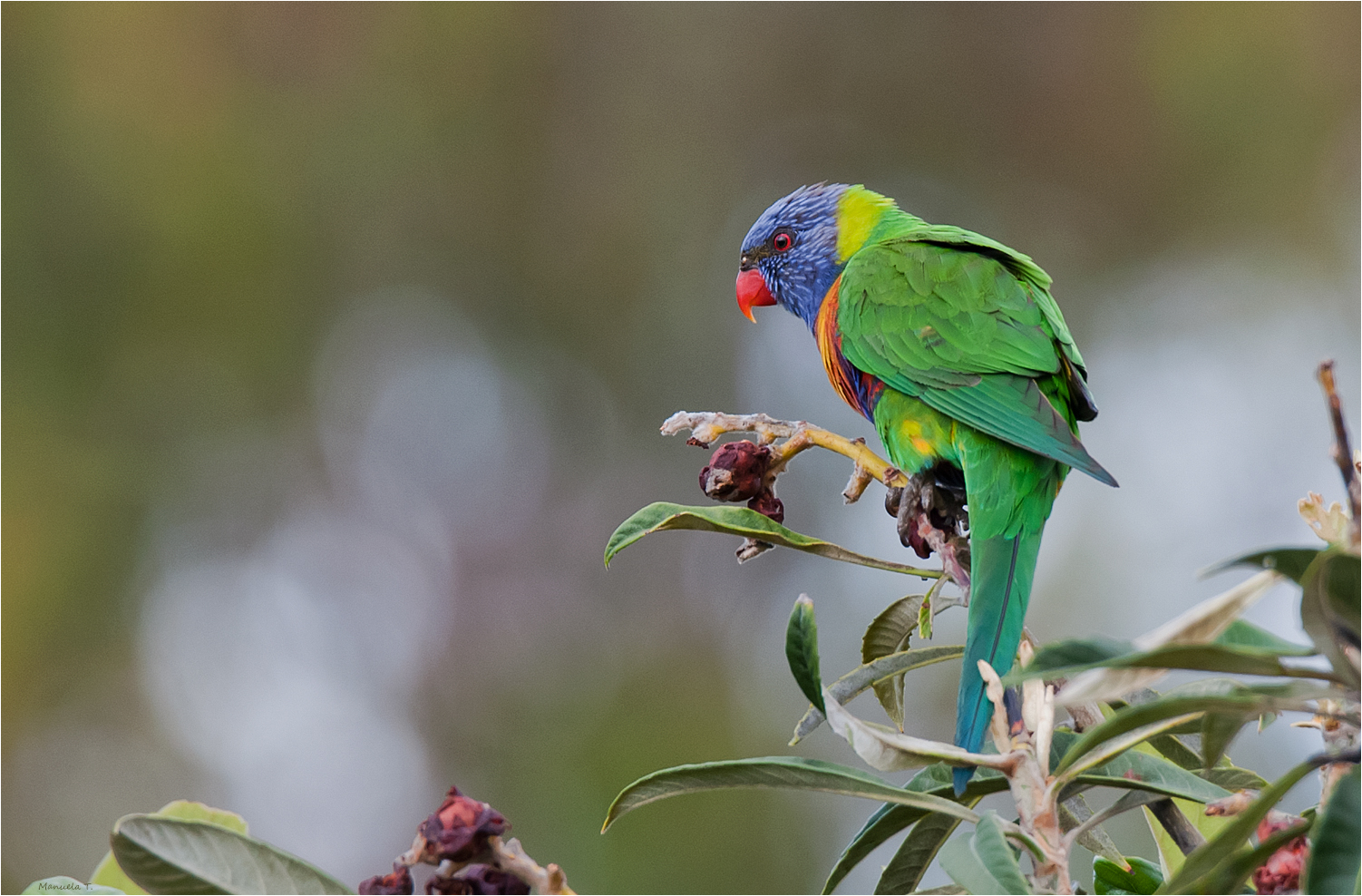 Rainbow lorikeet