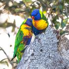 Rainbow Lorikeet