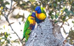 Rainbow Lorikeet