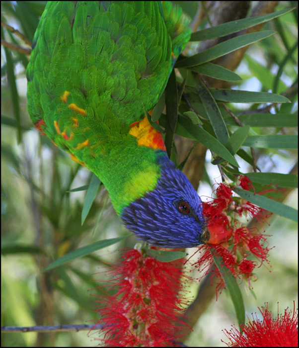 Rainbow Lorikeet