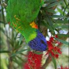 Rainbow Lorikeet