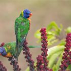 Rainbow lorikeet