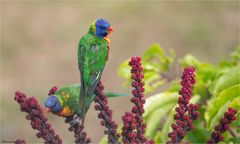 Rainbow lorikeet