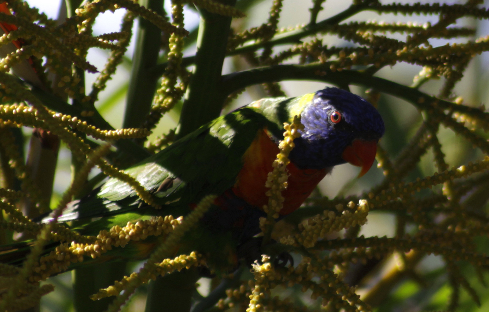 rainbow lorikeet