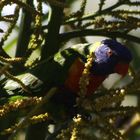 rainbow lorikeet