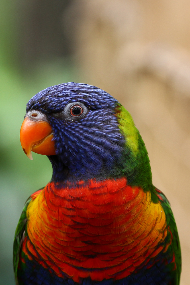 Rainbow-Lorikeet