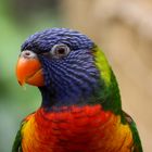 Rainbow-Lorikeet