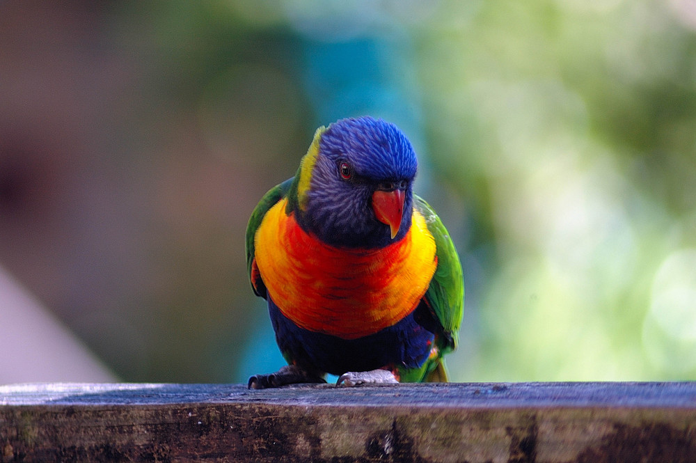 Rainbow Lorikeet