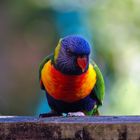 Rainbow Lorikeet