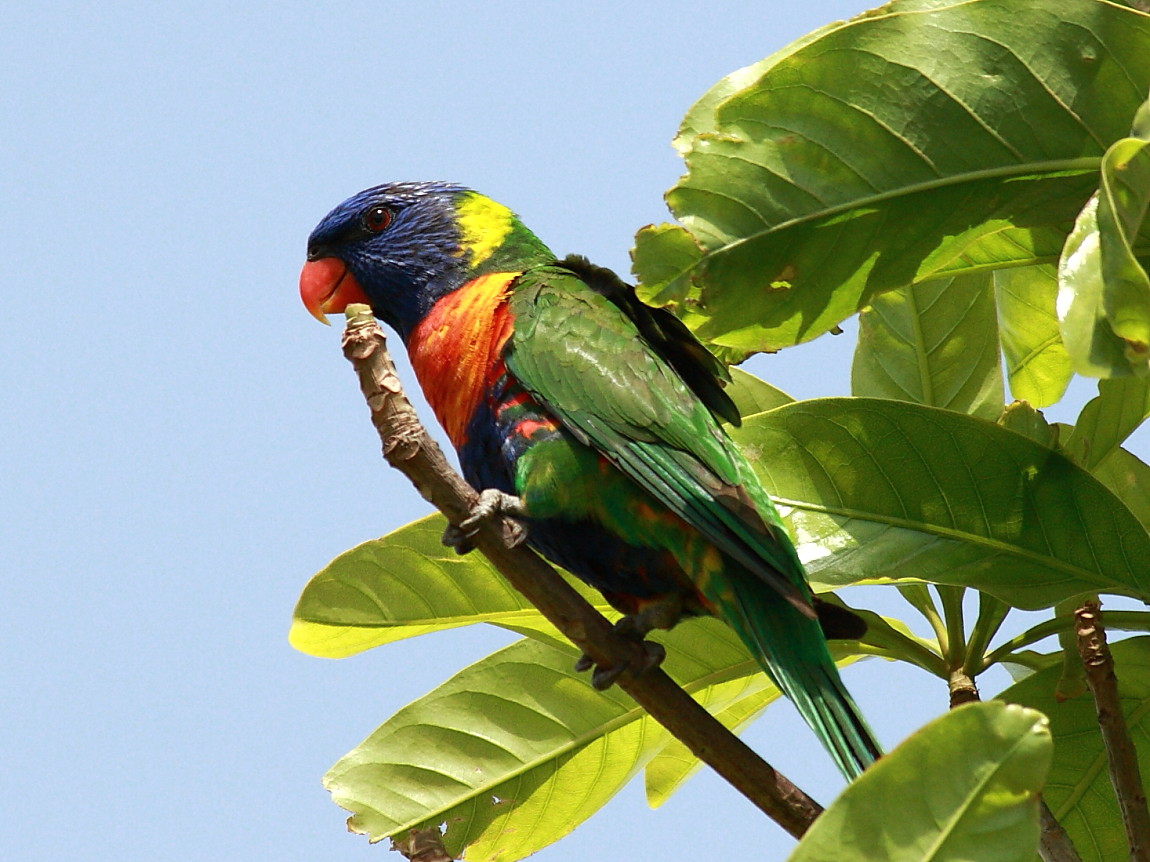 Rainbow Lorikeet