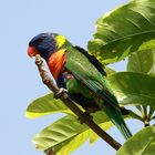 Rainbow Lorikeet