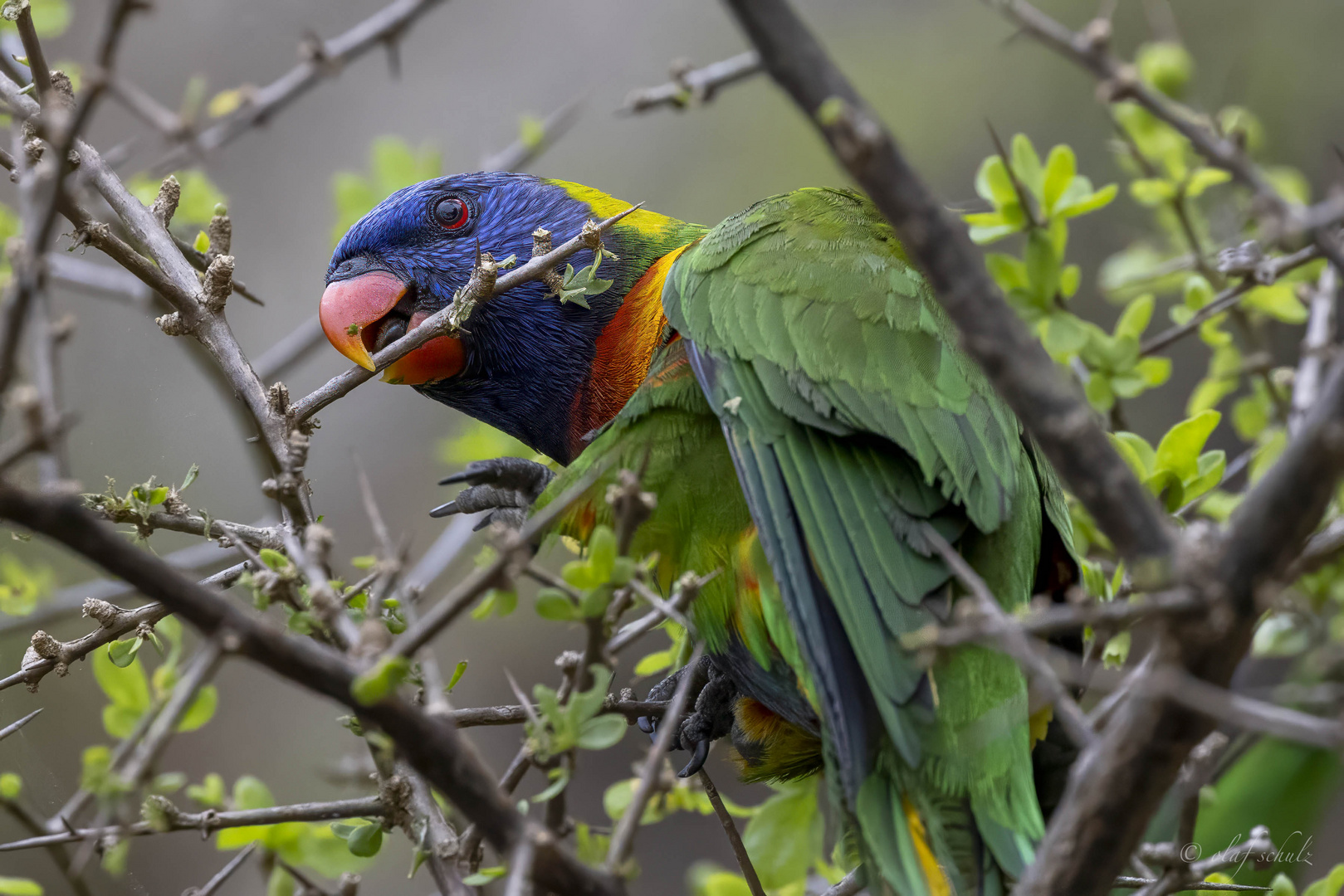 rainbow lorikeet