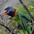 rainbow lorikeet