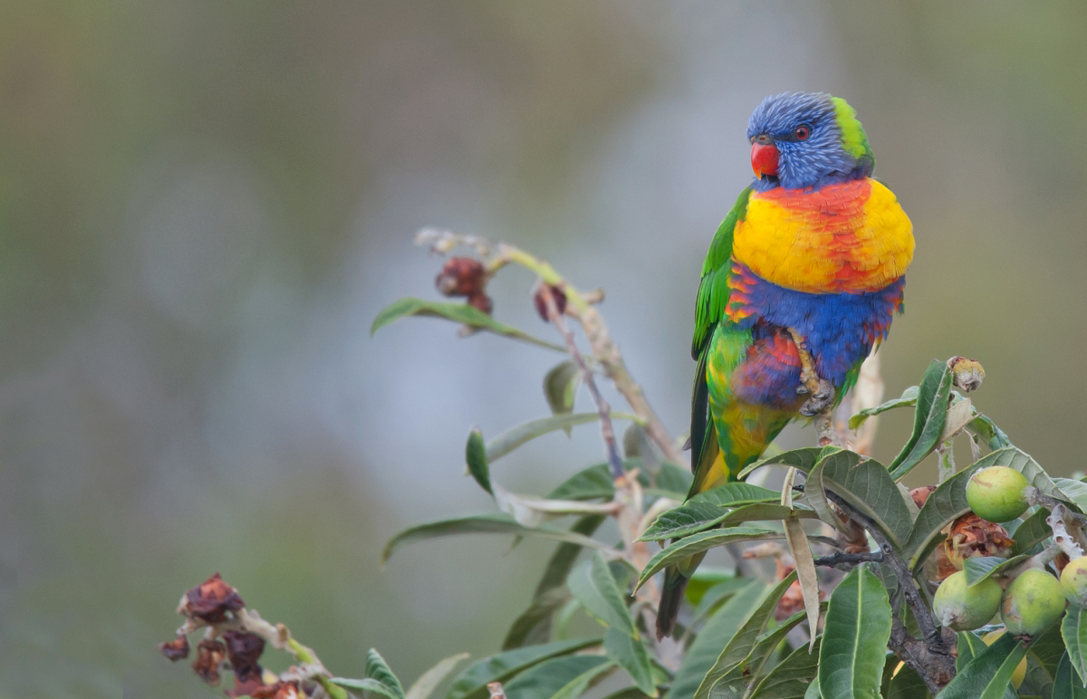 Rainbow Lorikeet