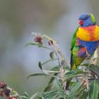 Rainbow Lorikeet