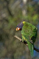 Rainbow Lorikeet