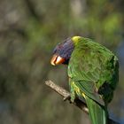 Rainbow Lorikeet