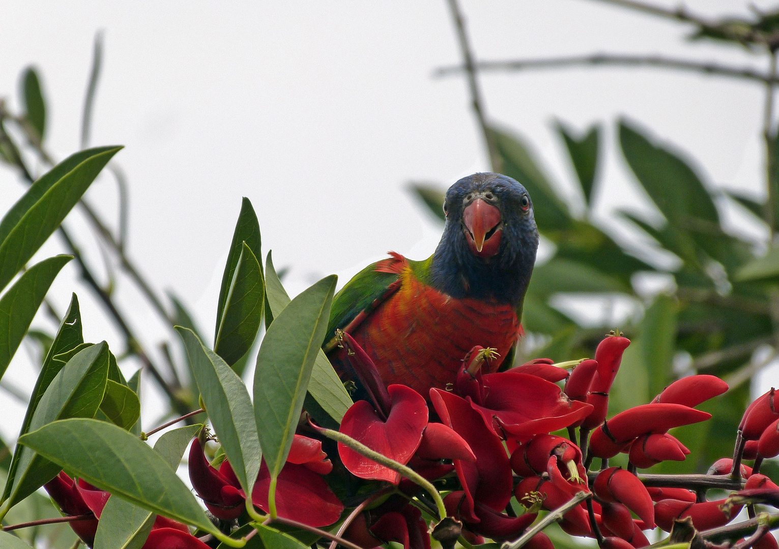 Rainbow Lorikeet in der Nähe der Harbour Bridge in Sidney