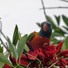 Rainbow Lorikeet in der Nähe der Harbour Bridge in Sidney