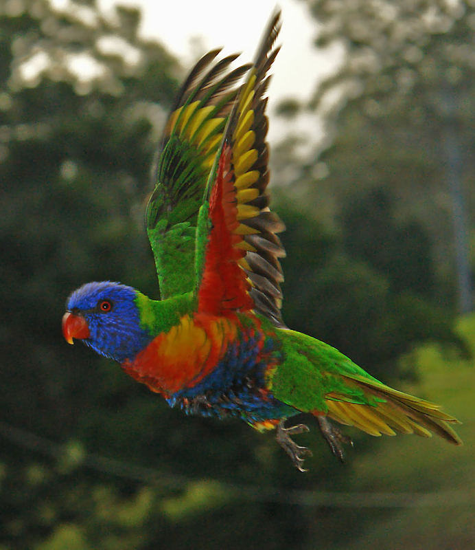 Rainbow Lorikeet in flight