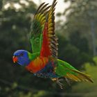 Rainbow Lorikeet in flight