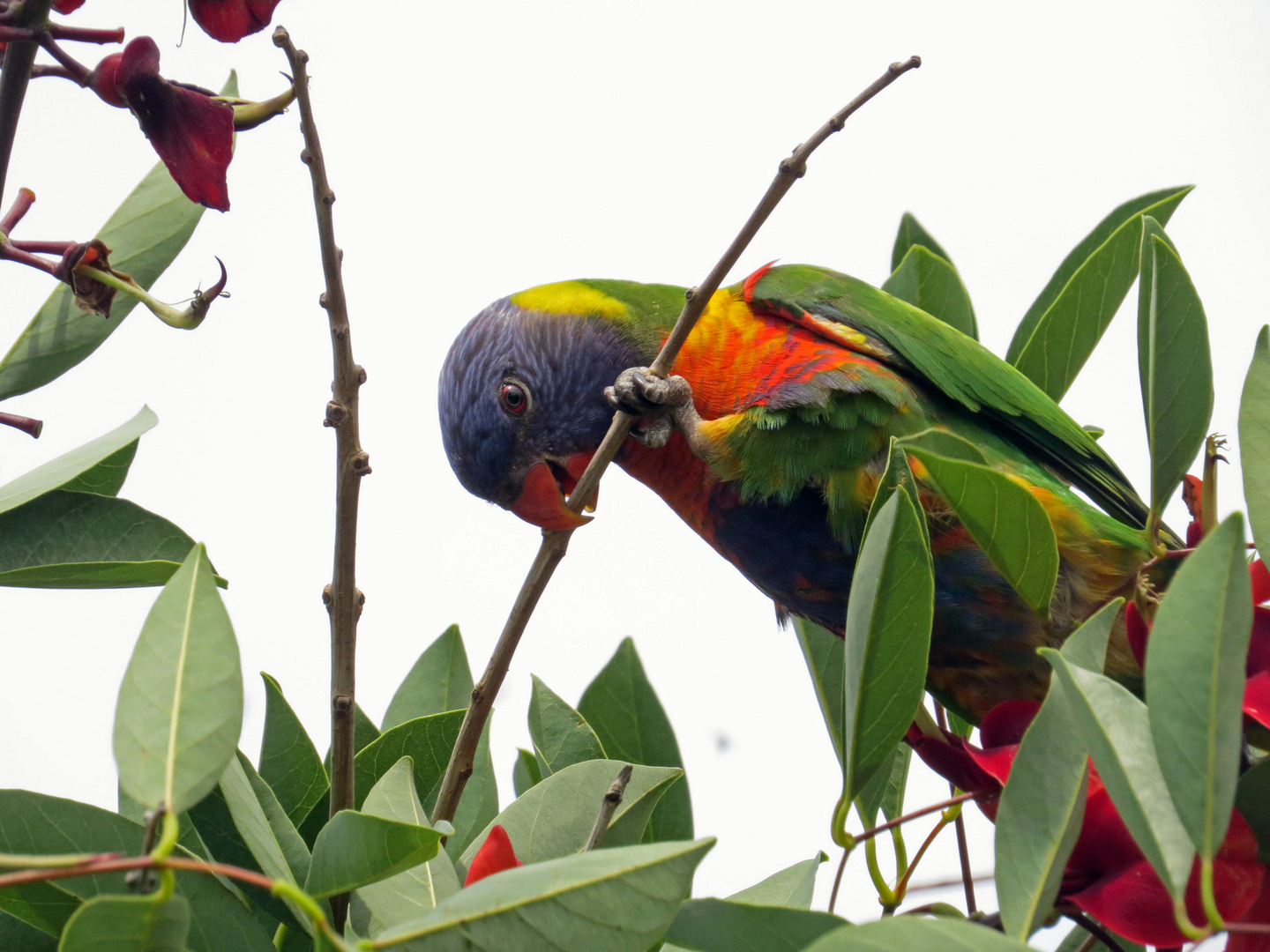 Rainbow Lorikeet in Sidney nahe der Harbour Bridge