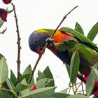 Rainbow Lorikeet in Sidney nahe der Harbour Bridge