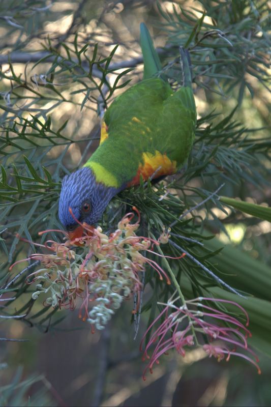 Rainbow Lorikeet in Sydney