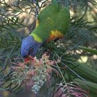 Rainbow Lorikeet in Sydney