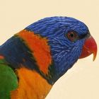 Rainbow Lorikeet (Trichoglossus haematodus)