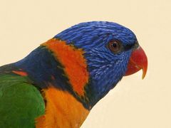 Rainbow Lorikeet (Trichoglossus haematodus)