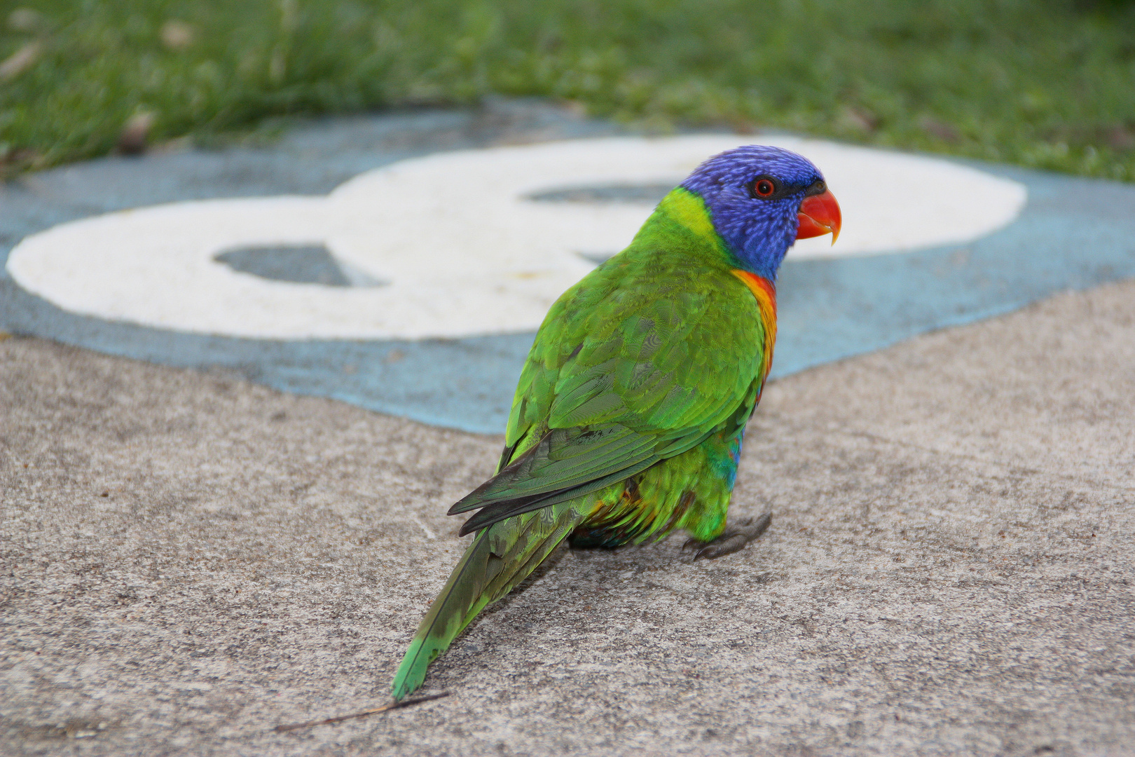 Rainbow Lorikeet(3). Australia. East Coast. 2010.